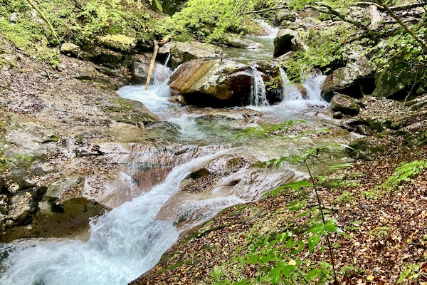 Forest stream flowing over rocks evoking clarity and natural flow